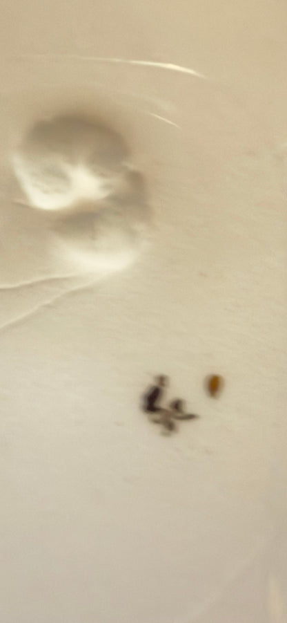 Antik engelsk Losol Ware middagstallerken – W. H. Grindley, Staffordshire (Keele), ca. 1890–1910 - Frøken Lilly